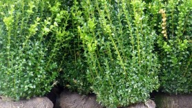 Rootballed Buxus