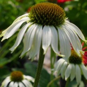 Echinacea Pow Wow White at Downside Nurseries