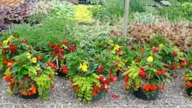 Hanging baskets ready to go at Downside Nurseries