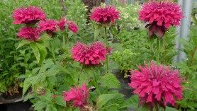 Monarda Fireball at Downside Nurseries