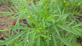Peruvian black mint (Tagetes minuta) from the Guardian article June 2016