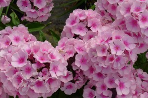 Phlox peniculata Bright Eyes 117