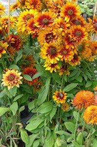 Rudbeckia Cherokee Sunset