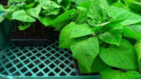 Runner Beans in May at Downside Nurseries 012 web