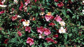 Rosa x odorata 'Mutabilis' with thanks to RHS for image. One of the varieties of roses here at Downside Nurseries