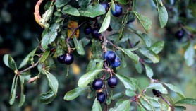 prunus-spinosa-blackthorn perhaps as part of your Bare root and root balled hedging