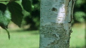 Betula utilis var. jacquemontii 'Moonbeam' Himalayan birch 'Moonbeam'