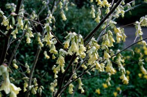 Corylopsis - a bit like a hazel on steroids with dramatic long catkins in early spring- currrently available at Downside Nurseries (image thanks RHS)