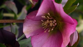 Helleborus-orientalis at Downside Nurseries