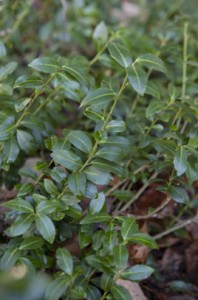 Ilex crenata (also known as box-leaved holly or Japanese holly) is largely replacing Box available at Downside Nurseries. Thanks to RHS for image