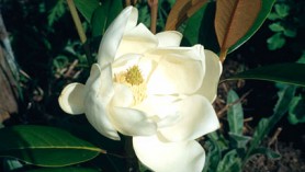 Magnolia-grandiflora-Exmouth-(thanks-to-RHS for image)