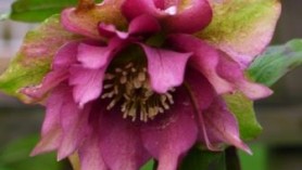 hellebore-double-queen-pink-