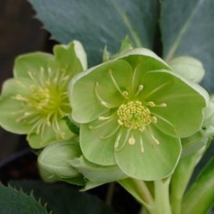 -Helleborus-Argutifolius-herbaceous-at-Downside