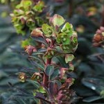 Euphorbia 'Blackbird' (Nothowlee) photo c/o RHS