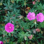 Geranium sanguineum Ankum's Pride photo c/o RHS