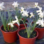 Narcissus Snow Baby - a new plant at Downside