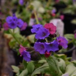 Pulmonaria Blake's Silver at Downside Nurseries