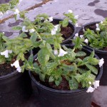 Pulmonaria Sissinghurst White at Downside Nurseries