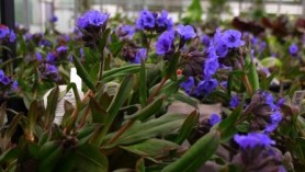 Pulmonaria Blue Ensign at Downside Nurseries - one of the many herbaceous plants