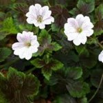 geranium-oxonianum-Tess