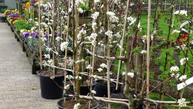 Candelabra Granny Smith and Jonagold Applies with Williams Bon Credien Pears 763