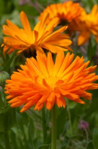 image of Calendula officianalis