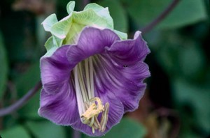Annual-Climber-image-of-Cobaea-scandens
