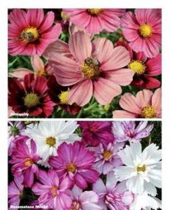image of Cosmos Antiquity & Razzmatazz