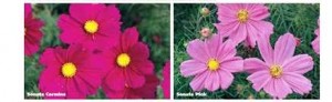 image of Cosmos Sonata Carmine & Pink