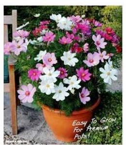 image of Cosmos Sonata Mixed