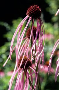 image of Echinacea pallida