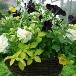 Hanging Baskets at Downside - a sure sign that summer is here
