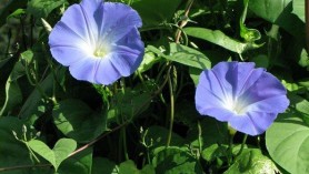 Annual Climber Ipomoea Heavenly Blue