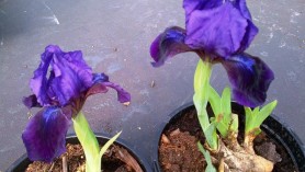 Iris Pumila at Downside Nurseries