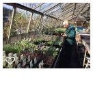 Lorraine sowing seeds at Downside Nurseries