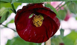 Abutilon Nabob