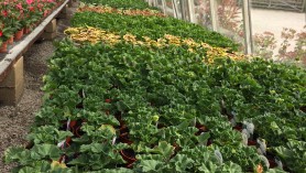 Geraniums