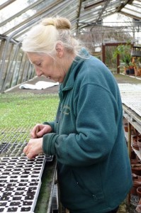 A day in the life of Lorraine Young - pricking out seeds at Downside Nurseries