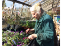 Lorraine Young pricking out seeds at Downside Nurseries