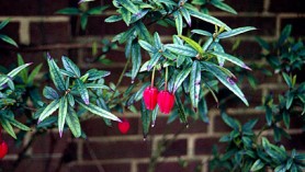 Crinodenddron hookerianum Chile Lantern tree