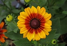 Rudbeckia Summerina at Downside Nurseries