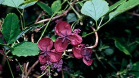 Akebia quinata courtesy of RHS