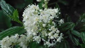Ceanothus thyrsiflorus 'Millerton Point'
