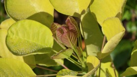 Cotinus coggygria Golden Spirit = 'Ancot' (PBR)
