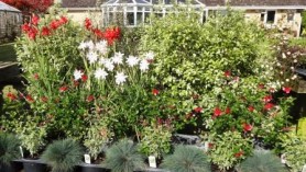 Schizostylis (Hesperantha)Plants- Pink Princess & Cindy Towe, Salvias Royal Bumble & greggii Caramba with Corynephorus canescens Spiky Blue