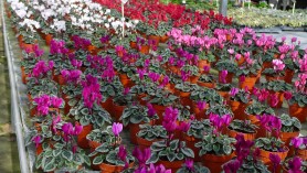 Cyclamen bench at Downside Nurseries 890