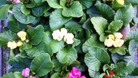 Primula vulgaris Primlet series W at Downside