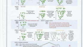 Pruning Instructions