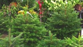 Christmas Trees WEB at Downside
