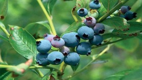 Blueberry Soft Fruit Variety